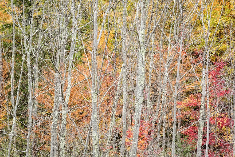 USA-New York-Adirondacks Keene-autumn foliage past peak art print by Ann Collins for $57.95 CAD
